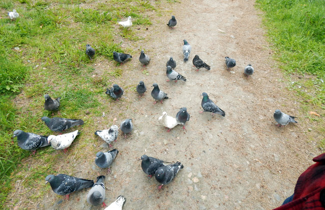 Нахальные голуби в Костомукше
